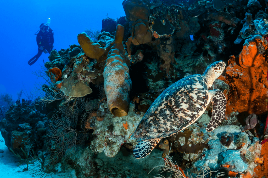 Parque Nacional de los Arrecifes de Cozumel: Buceo increíble