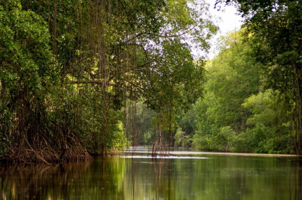 Pantano de Caroni. Atracciones principales de Trinidad y Tobago.