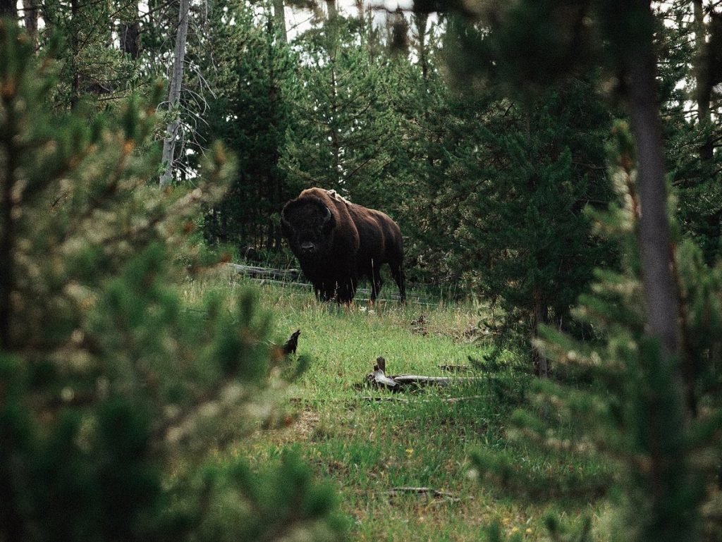 Animales salvajes. Parque Nacional de Yellowstone.