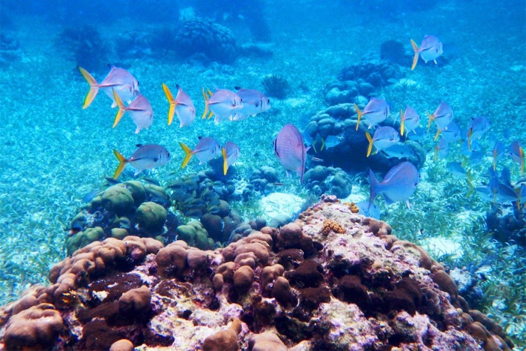 Explorar el Hol Chan Marine Reserve y el Shark Ray Alley